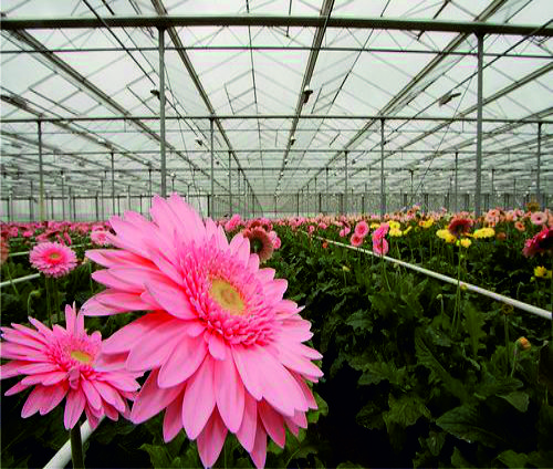 Toon producten in categorie Tuinbouw Media.Category.ImageAlternateTextFormat