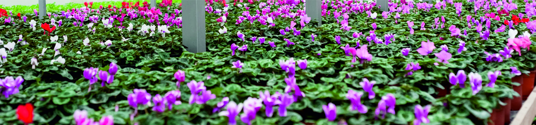 bloemen